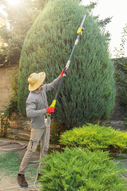 Best Tree and Shrub Care  in Riverview Rk, PA